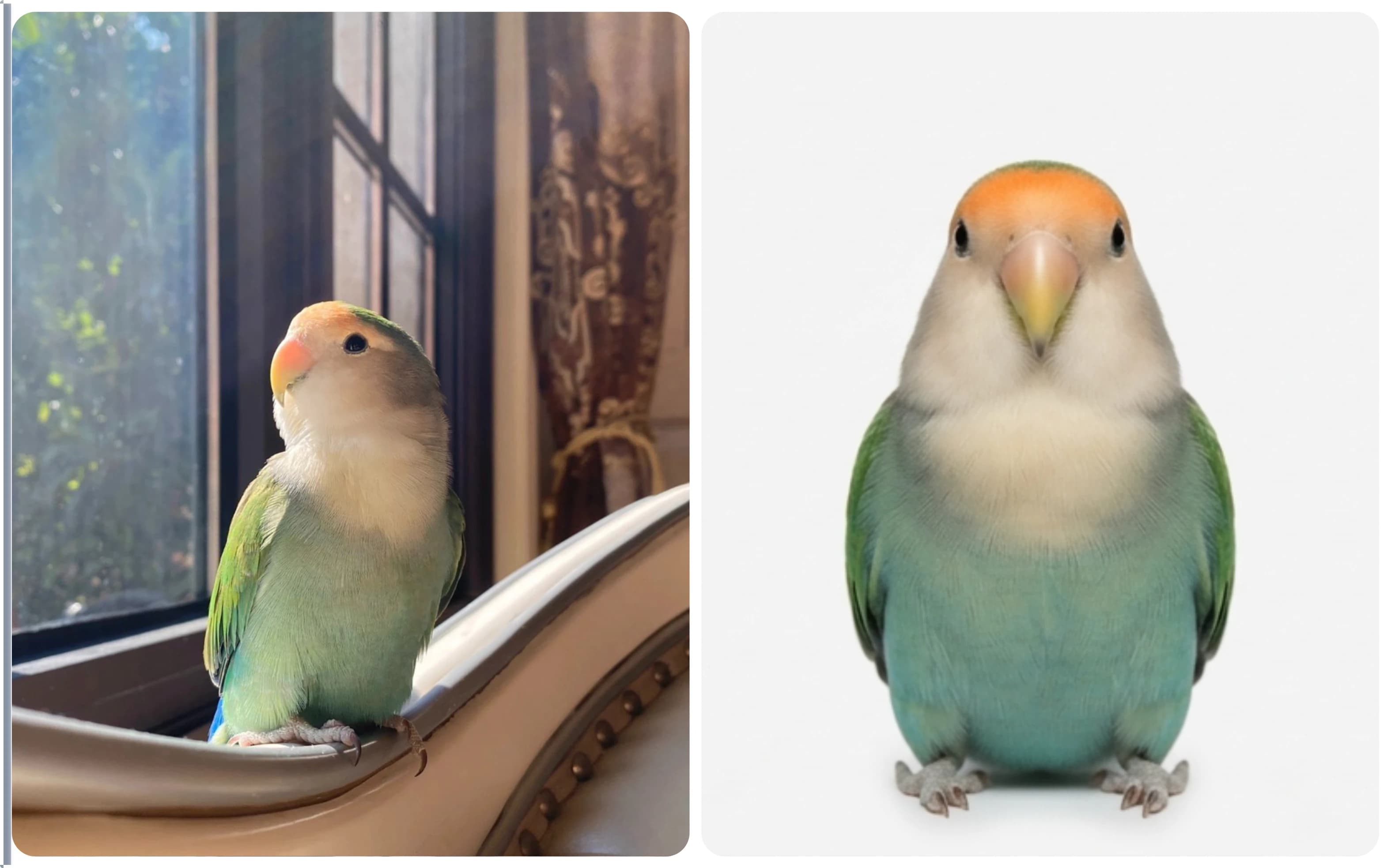 Convierte esta foto de animal en una foto de identificación para mascota estilo pasaporte con un fondo blanco limpio.